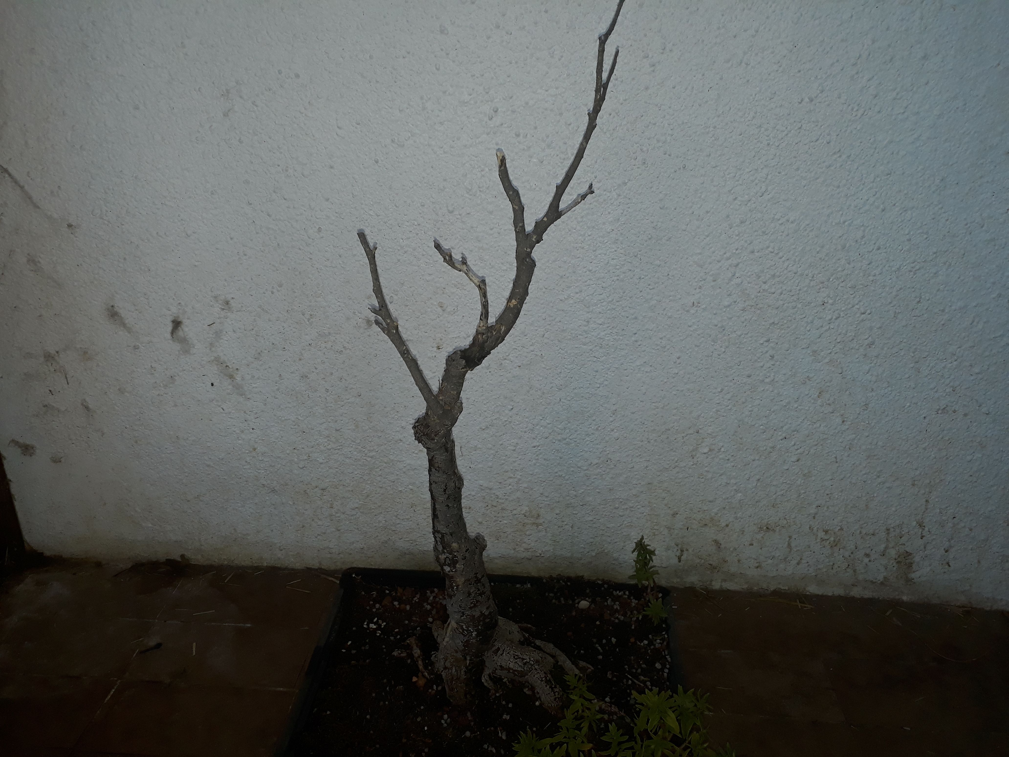 My Tanuki Dead Bonsai Tree Decoration Finding Beauty In Life