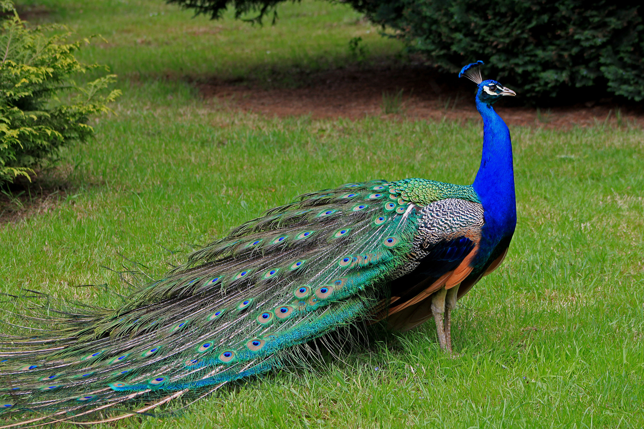 ct-biz-united-emotional-support-peacock-20180131.jpg