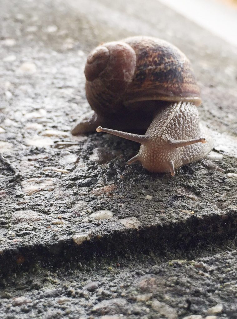macro-snail--759x1024.jpg