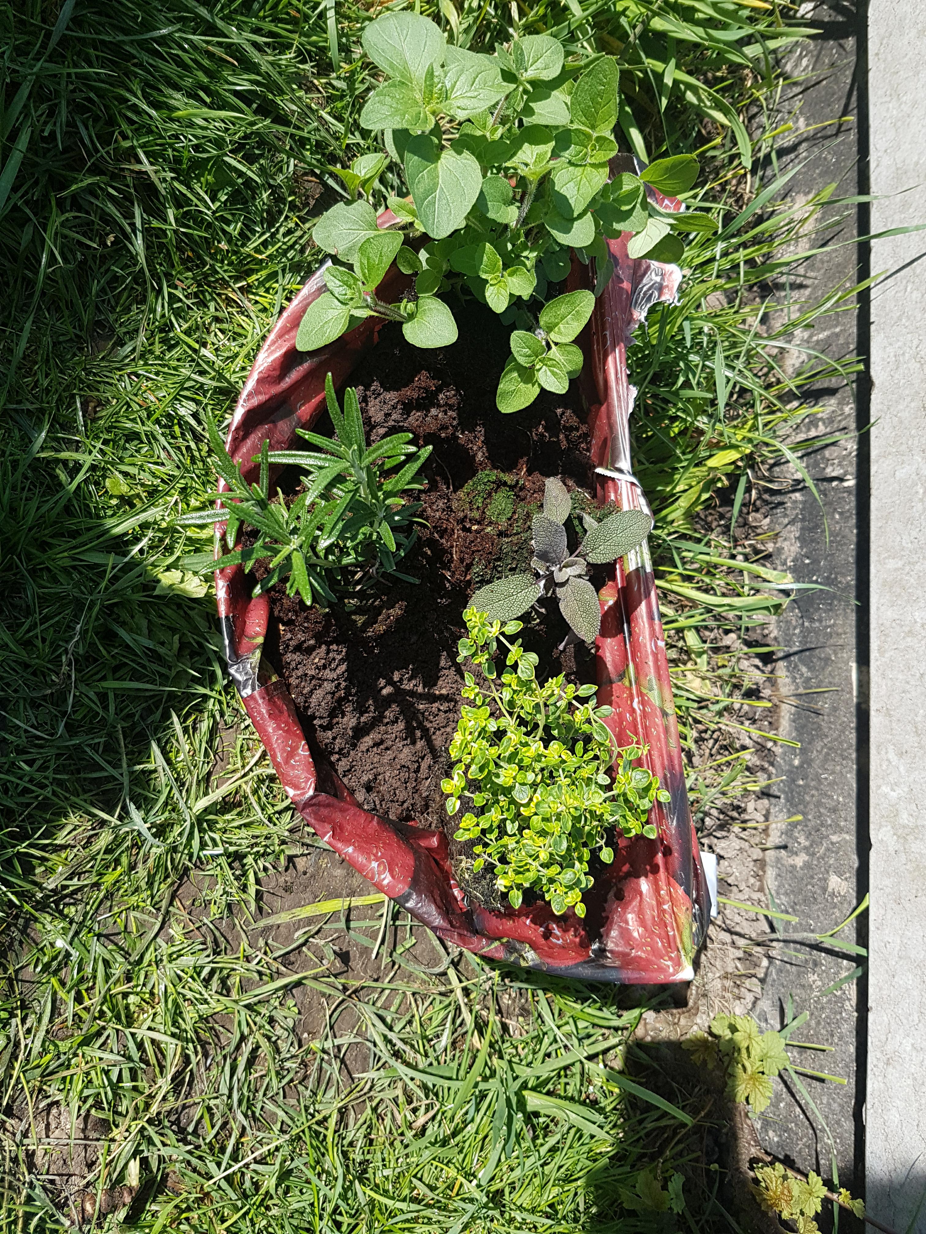 Home Made Wildflower & Bee Friendly Mini Garden Hanging Baskets — Steemit