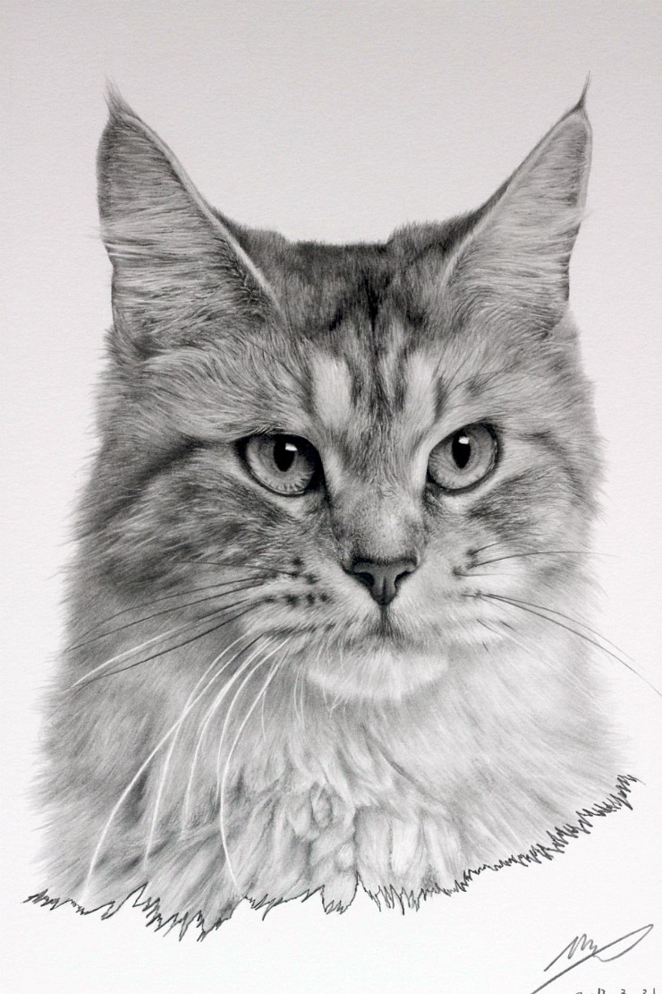 Фото рисунка кошки. Кот карандашом. Кошка рисунок карандашом. Кошка простым карандашом. Набросок морды кота.