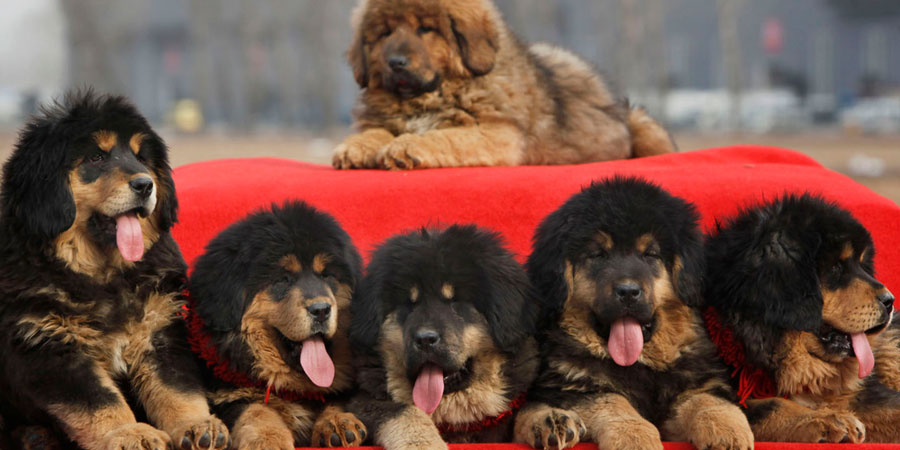 Tibetan-Mastiff-3.jpg