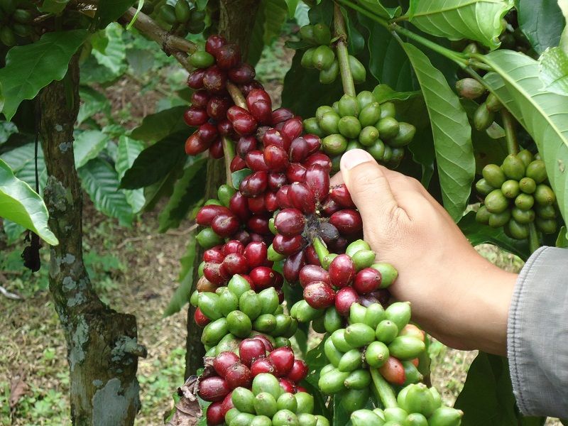 berita_219206_800x600_Kopi_Gayo.jpg