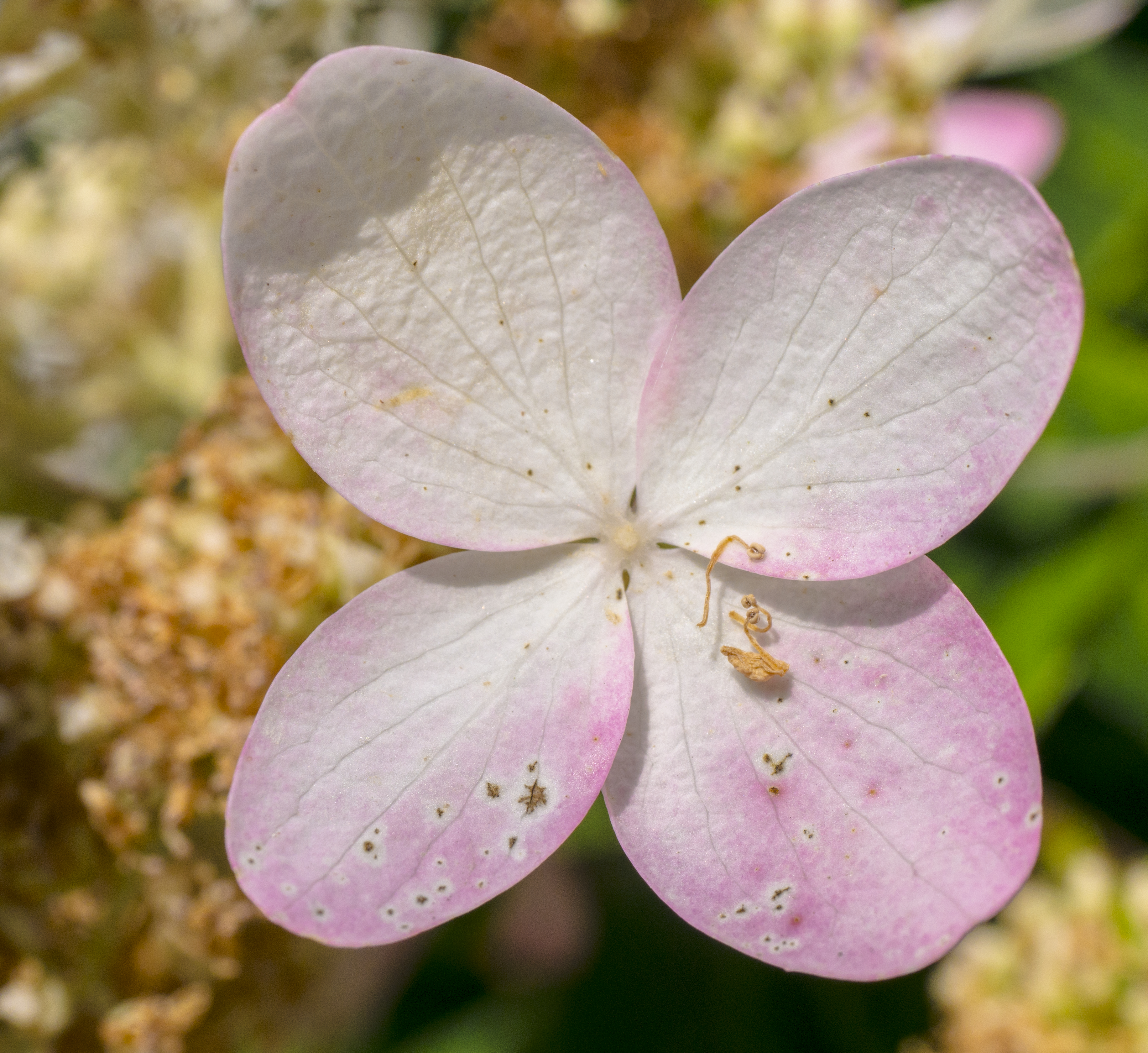 Small Flower__PS__P1100103.jpg