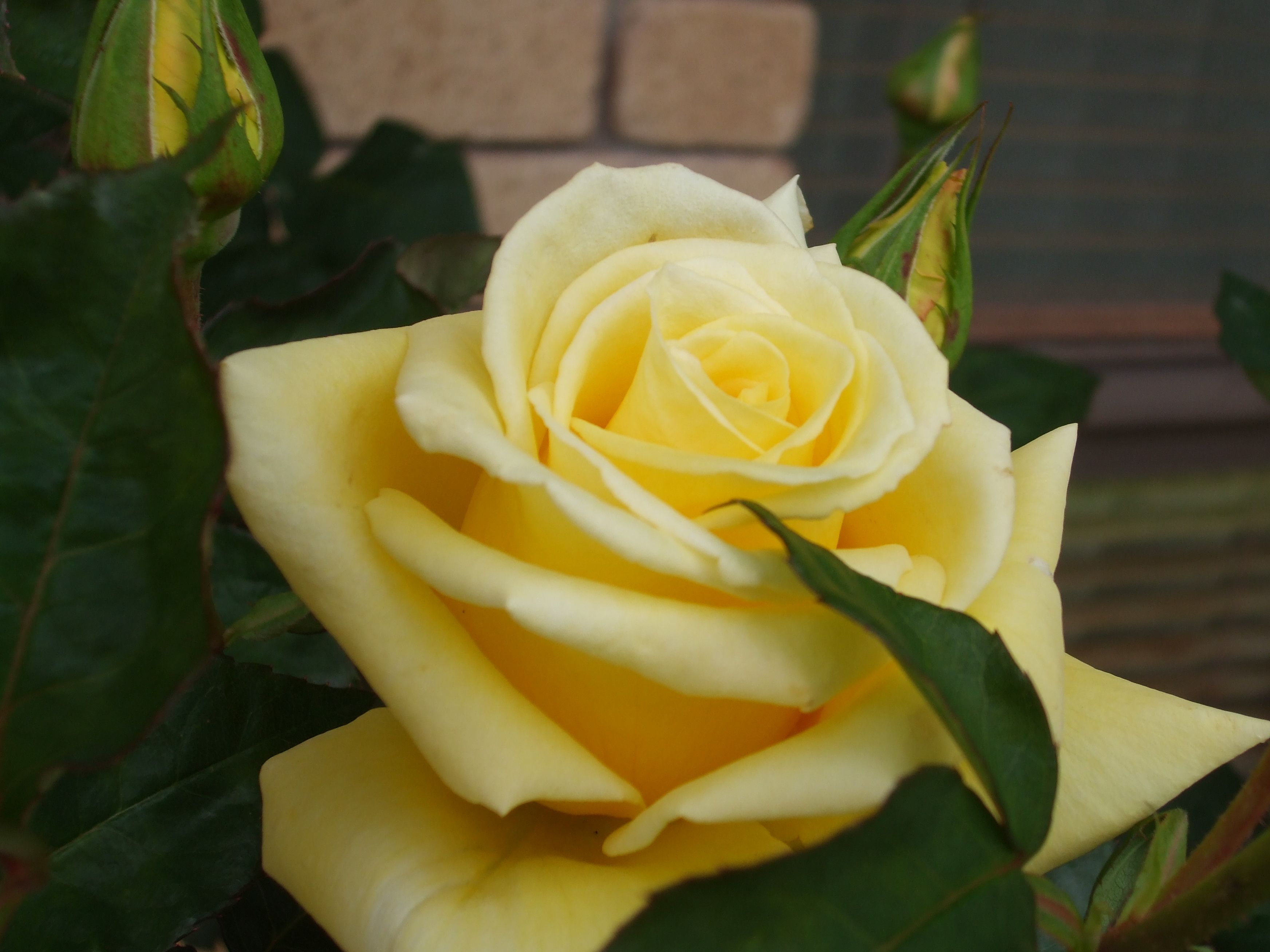Picture 996.jpg