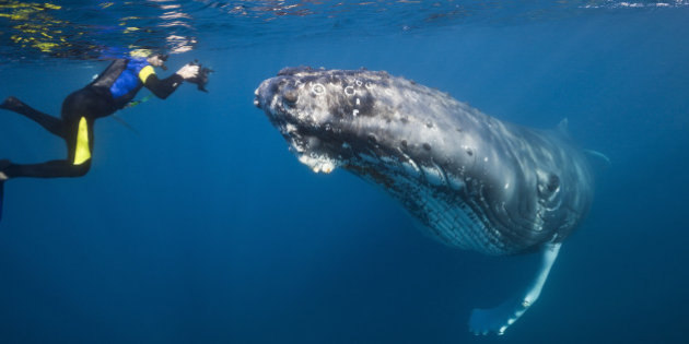 http_%2F%2Fi.huffpost.com%2Fgen%2F3609972%2Fimages%2Fn-SWIM-WITH-HUMPBACK-WHALES-628x314.jpg