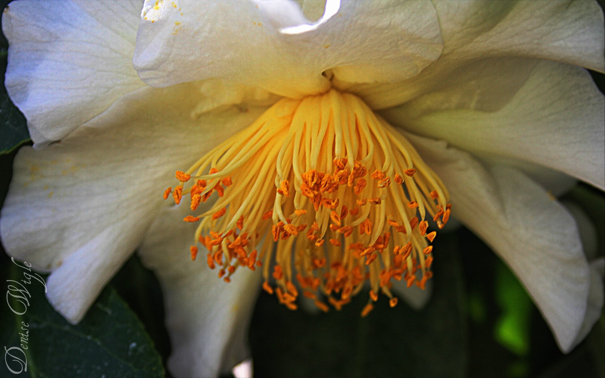 upside down flower.jpg