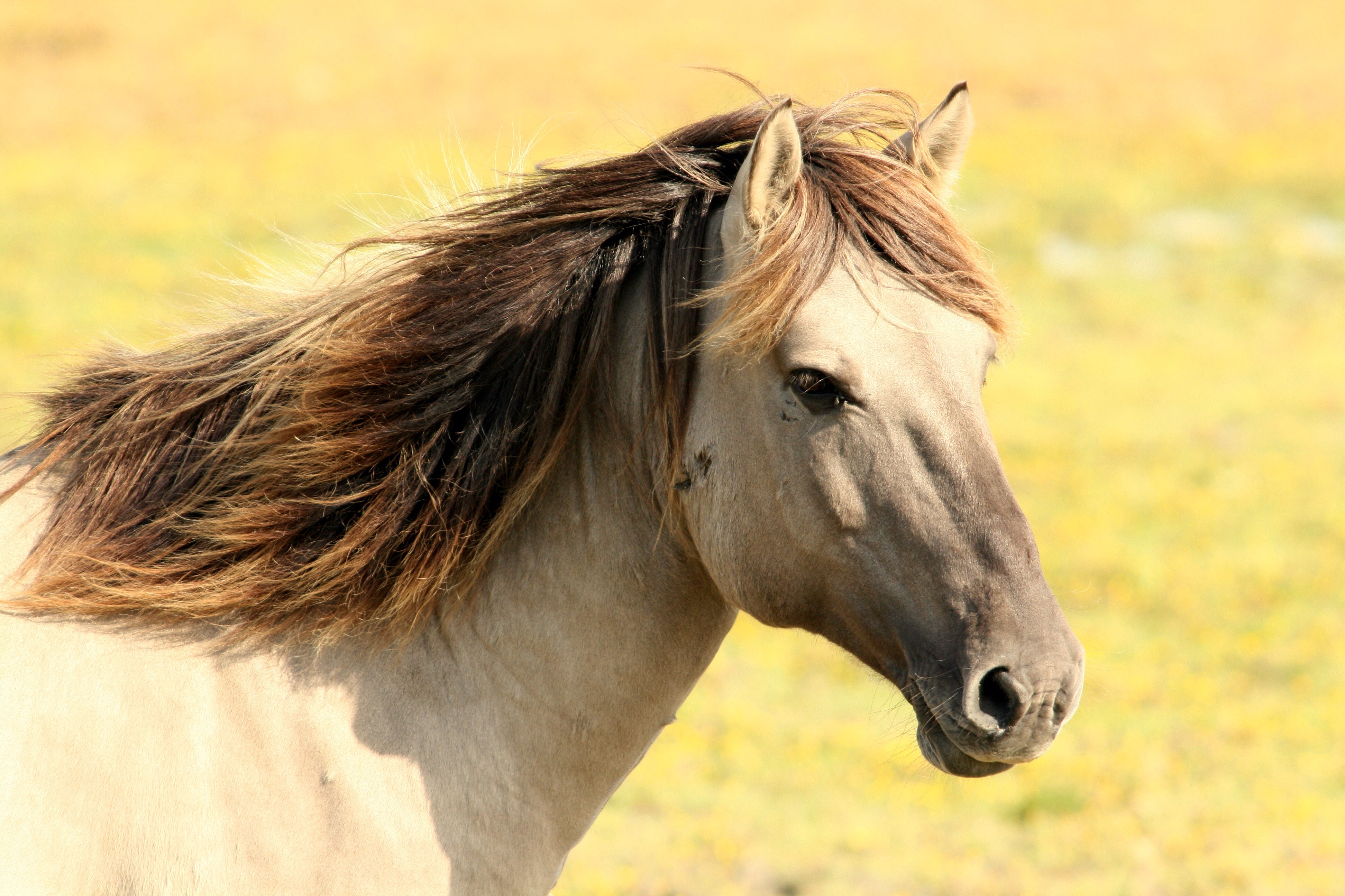 horse-197199.jpg