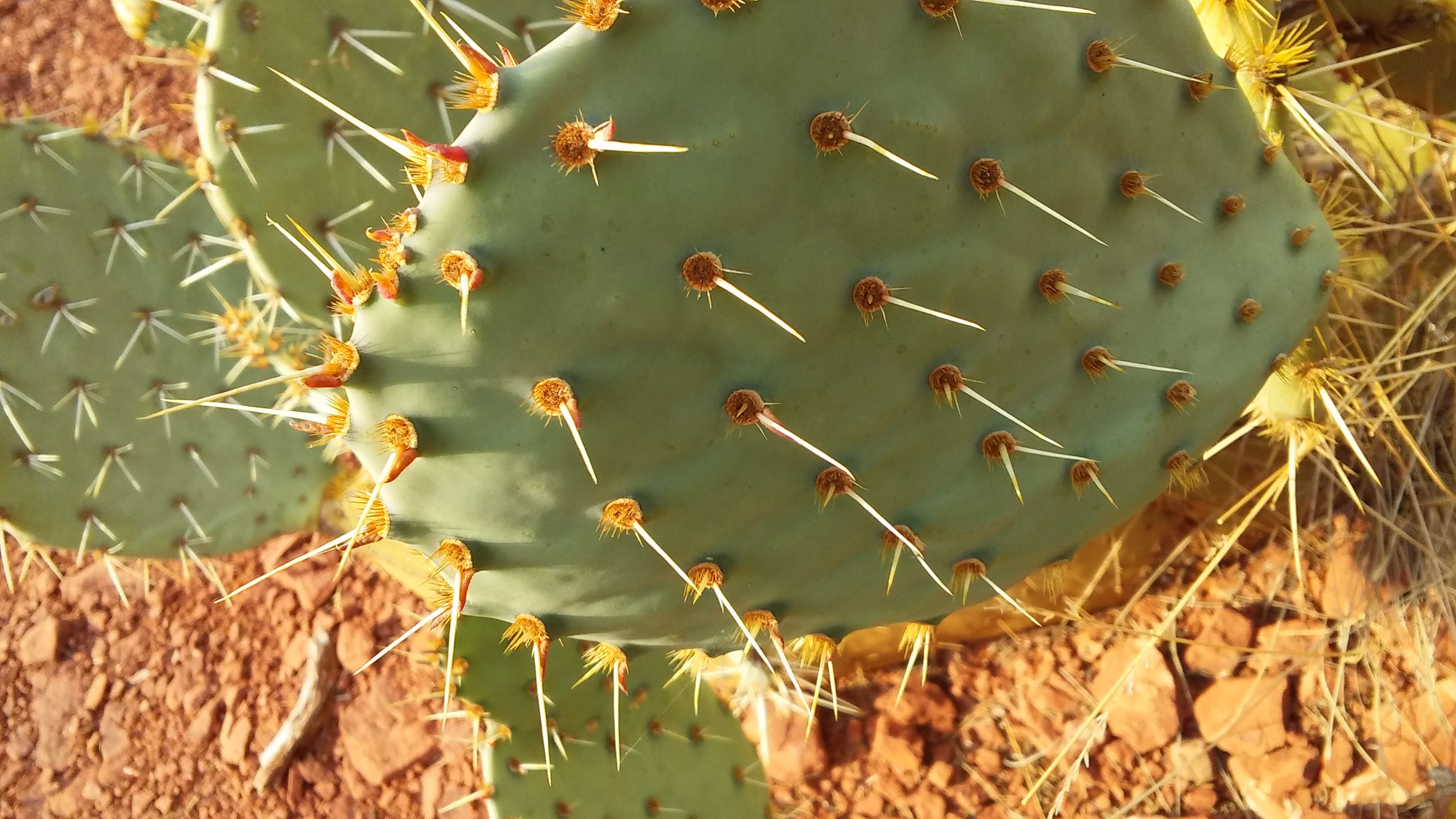 Cactus sedona trip.jpg