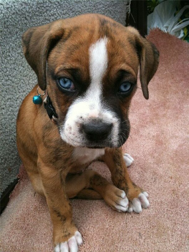 Boxer Doggie.jpg