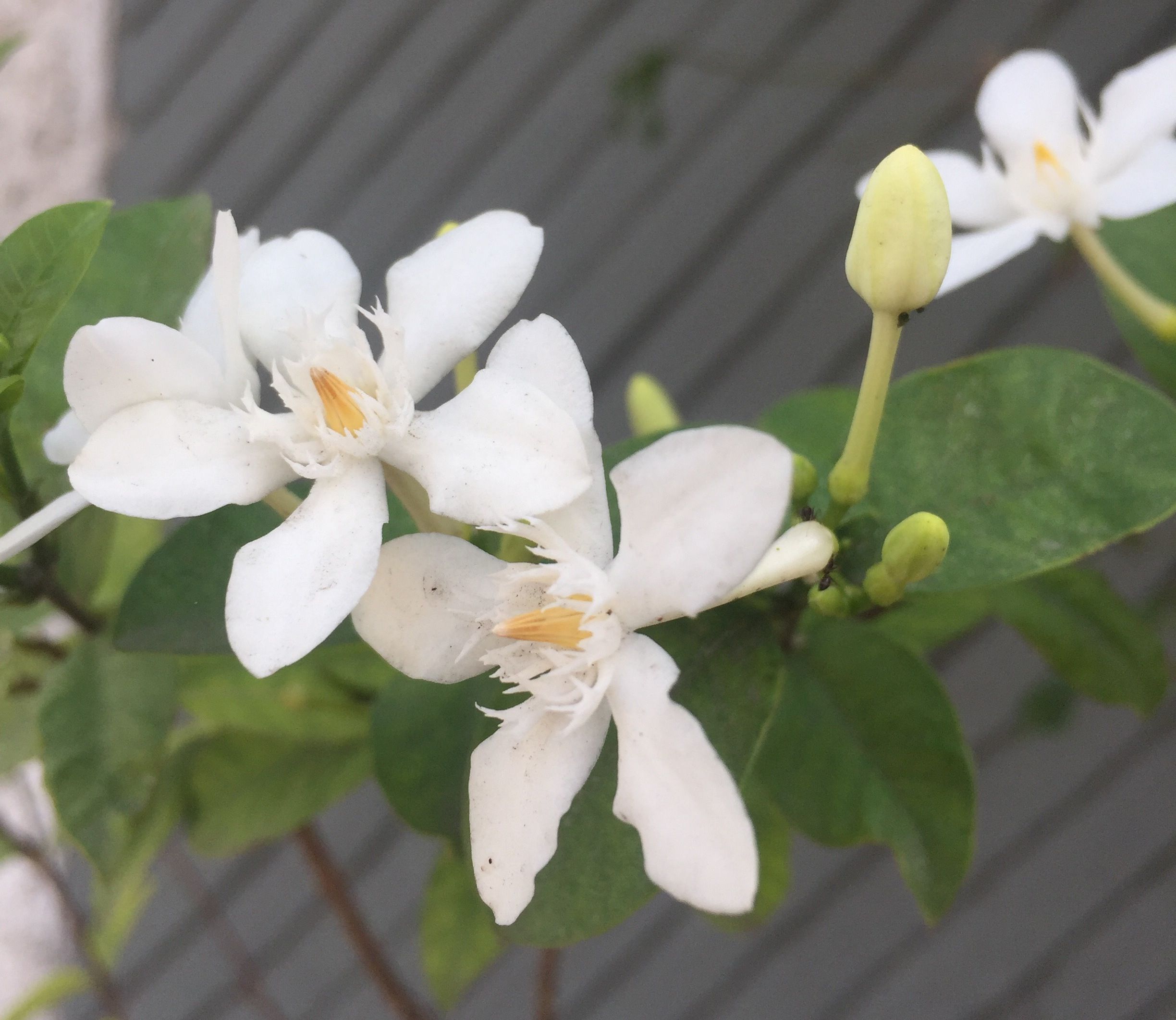 What Is The National Flower Of The Philippines Design Talk