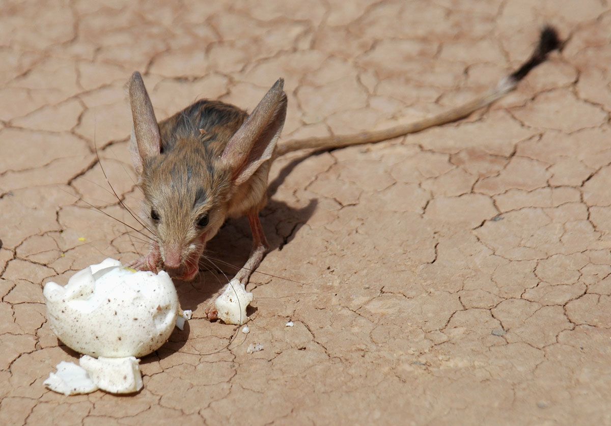 jerboa.jpg