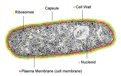 Tree of Life: Archaea, Bacteria or Eukaryota? — Steemkr