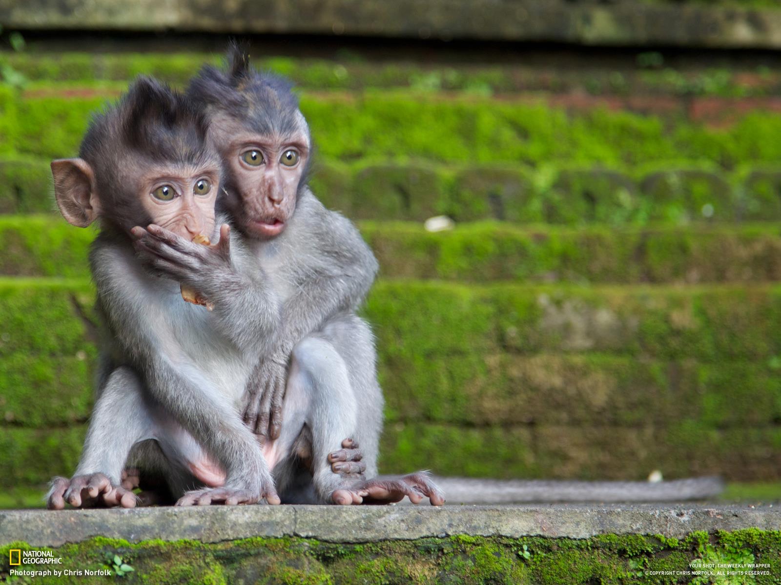 surprised-baby-monkeys.jpg