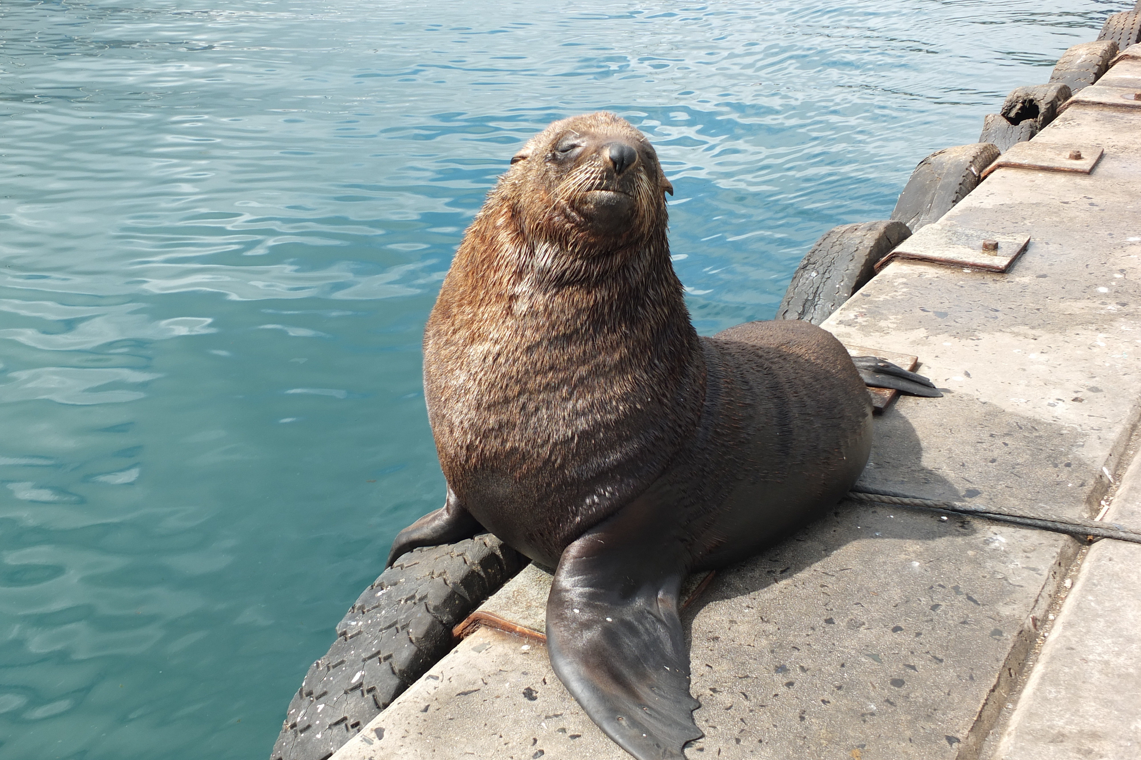 seal-island-hout-bay-western-cape-south-africa-fis61.JPG