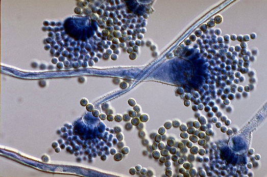 Aspergillus.png