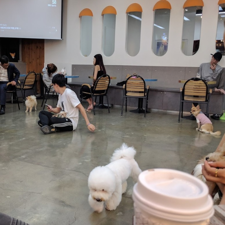 Steem_DogCafe1.jpg