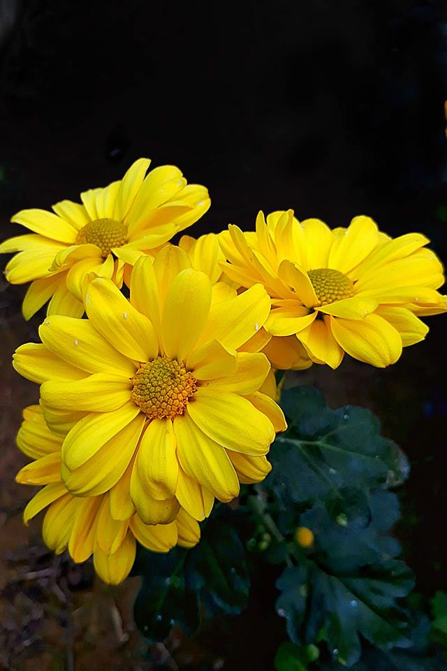 Yellow flower.jpg