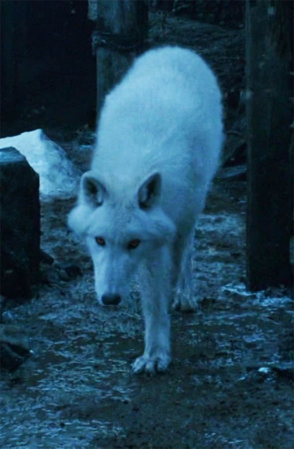 direwolf