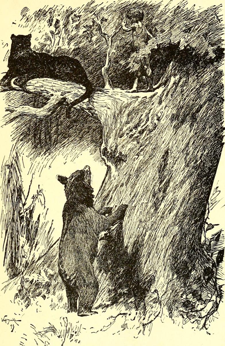 the_jungle_book_1894_internet_archive_book_images_via_wikimedia_commonsjpg.jpg