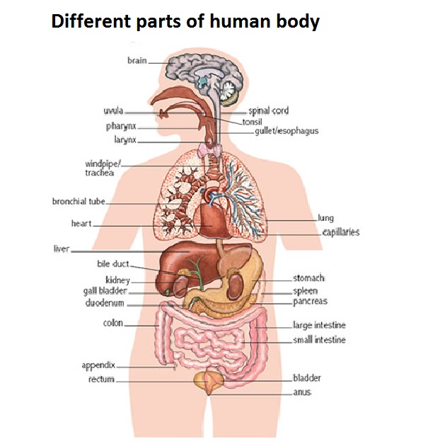 Human Body Parts Chart In English