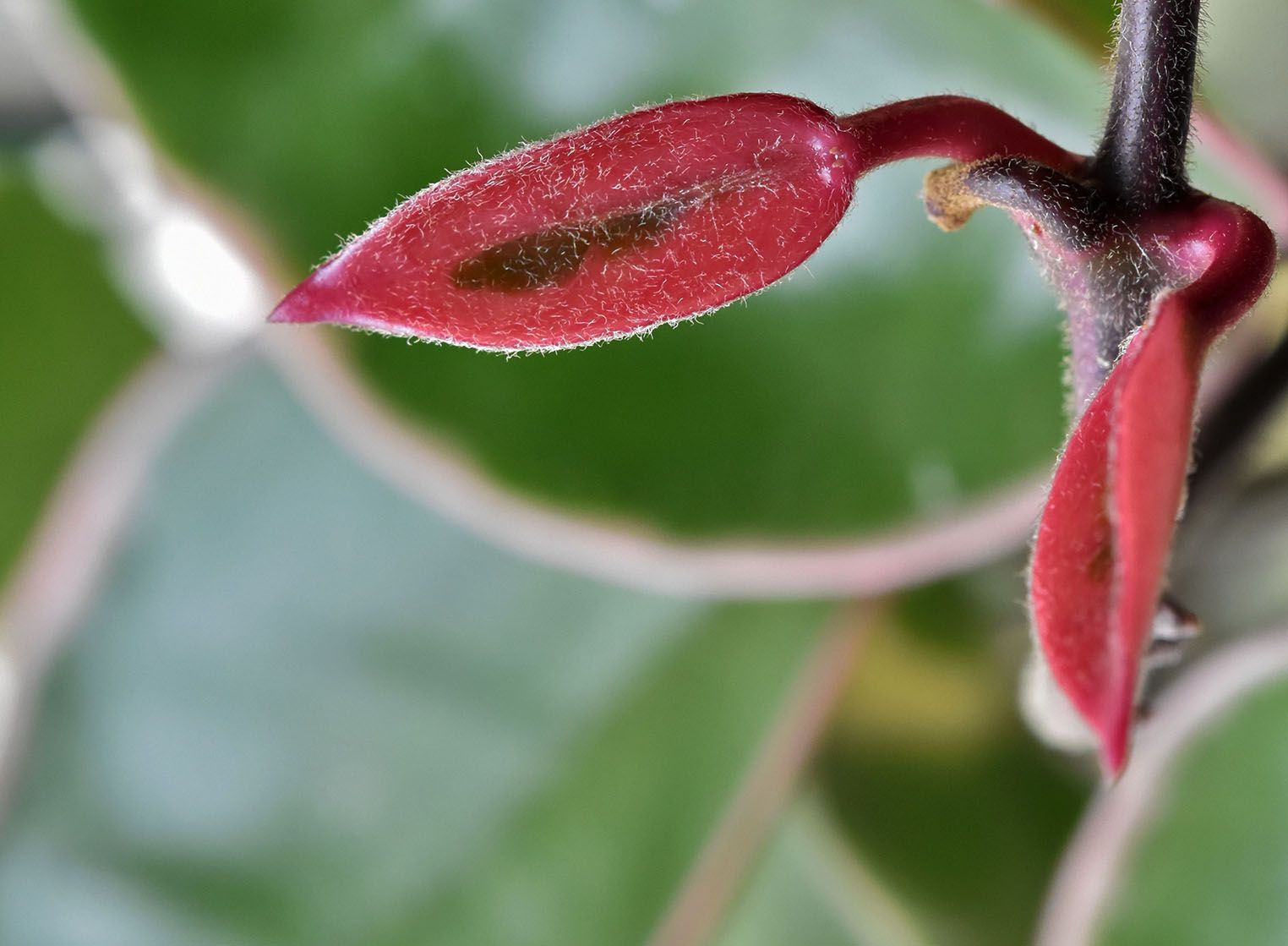 Hoya red leaf.jpg