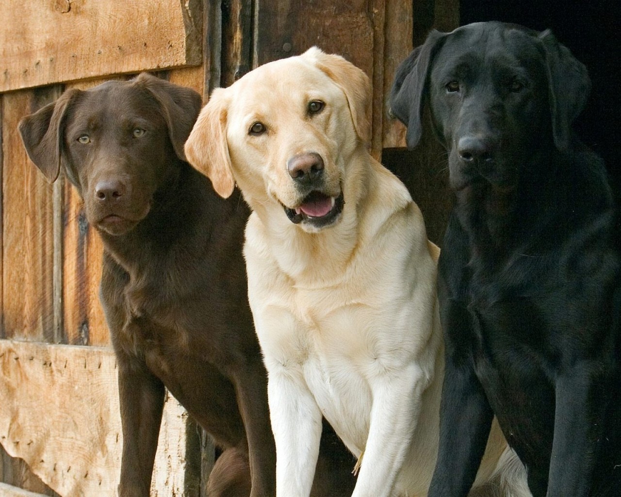 labradorretriever.jpg