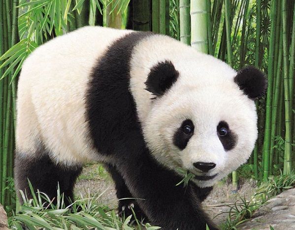 giant-panda-1.jpg