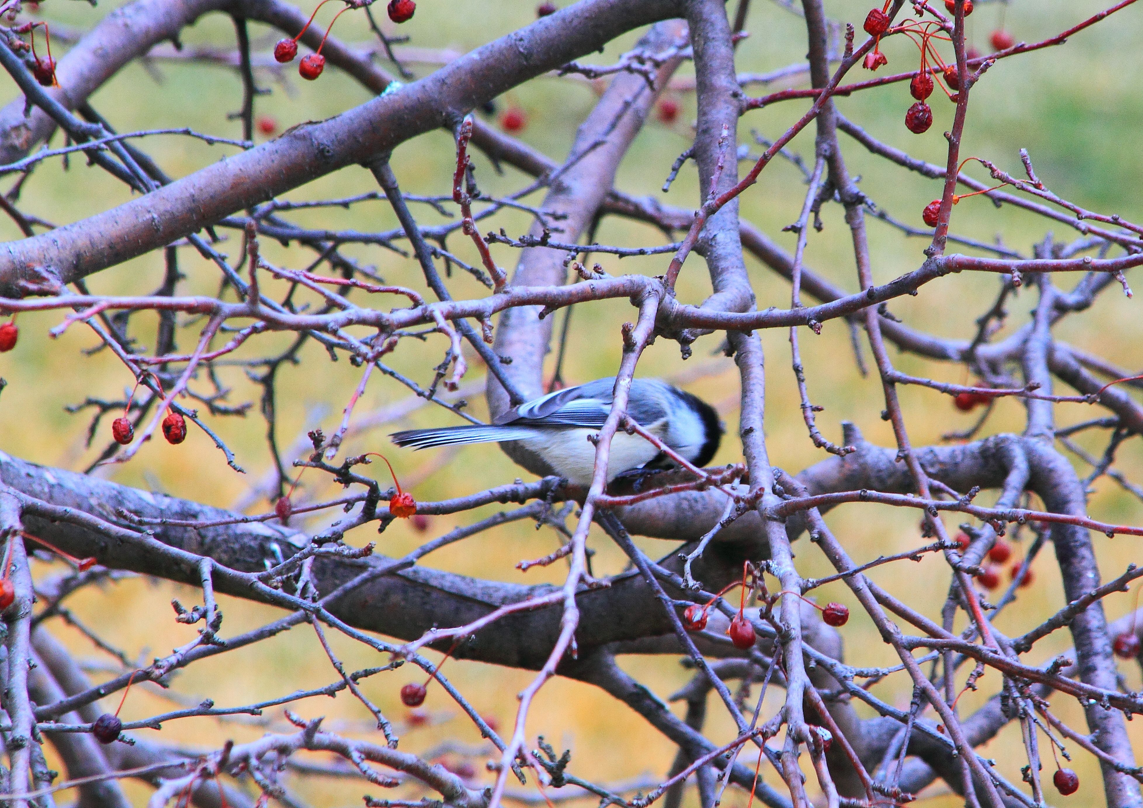 black-capped chickadee PFW19-16sat.JPG