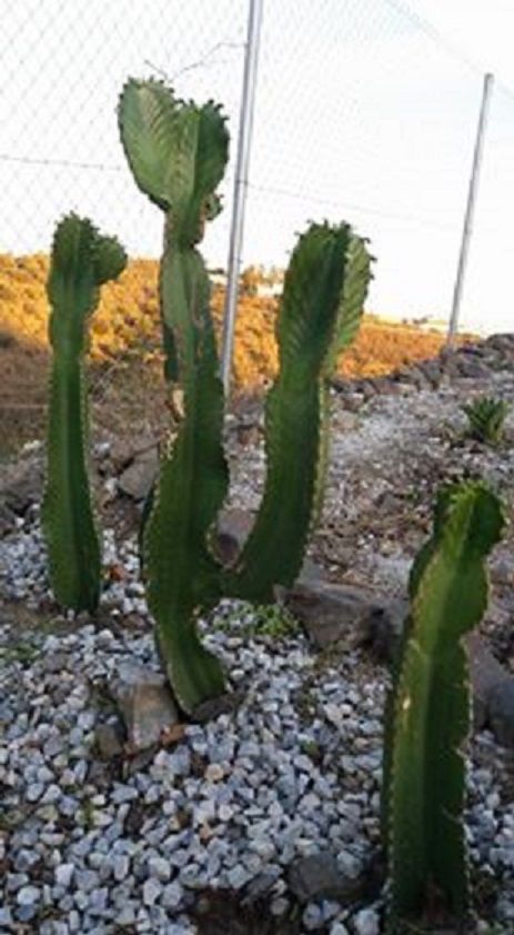 dumped cactus.jpg