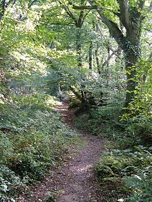 Path_through_Andrews_Wood_Nature_Reserve_-_geograph.org.uk_-_243029.jpg