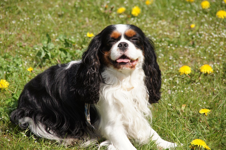 Cavalier King Charles Spaniel.jpg