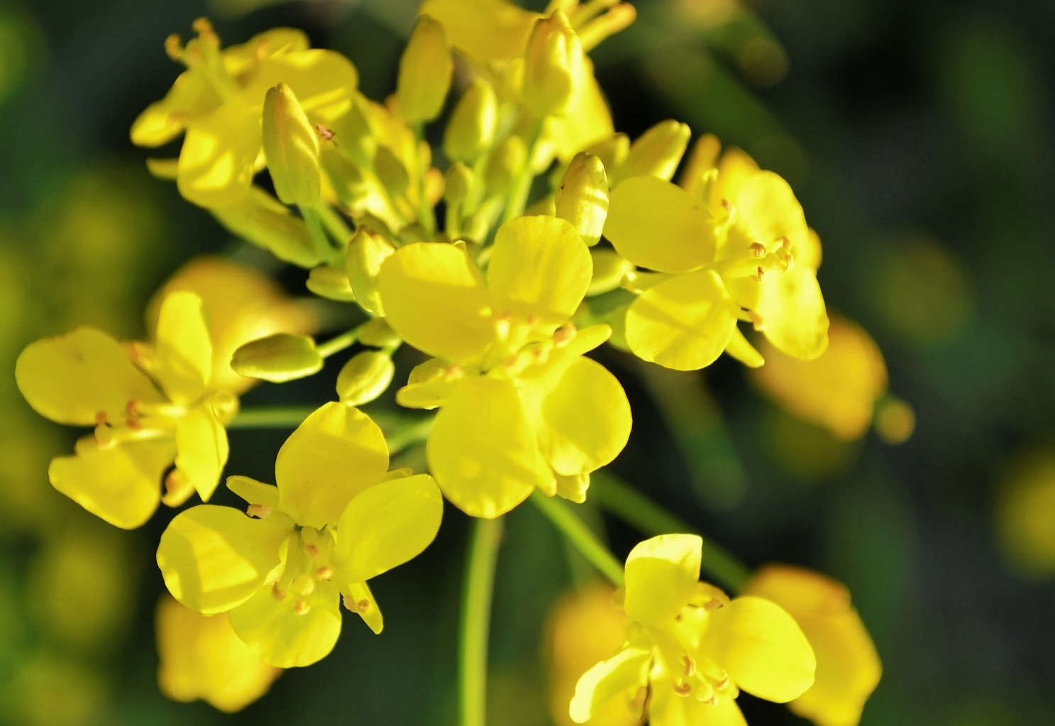 yellow flowers 1.jpg