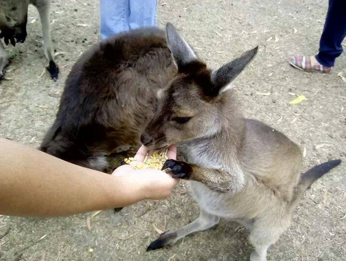 feed kangaroo.PNG