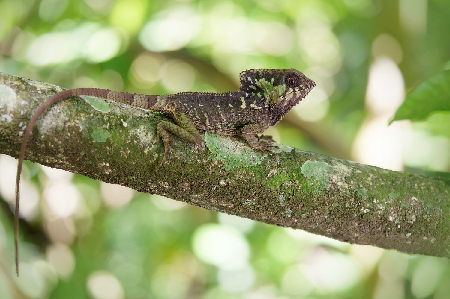 CostaRicaBerroneau-018.jpg