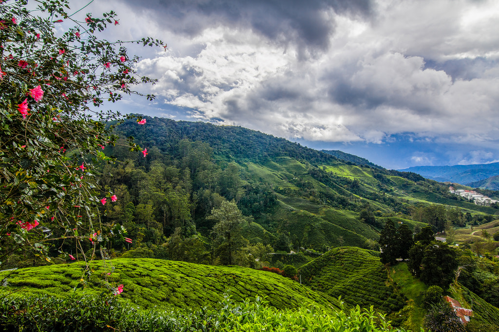 3Cameron Highlands.jpg