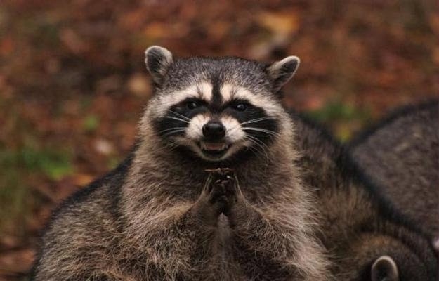 evil-plotting-raccoon.jpg