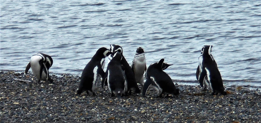 penguins_isla_martillo.jpg