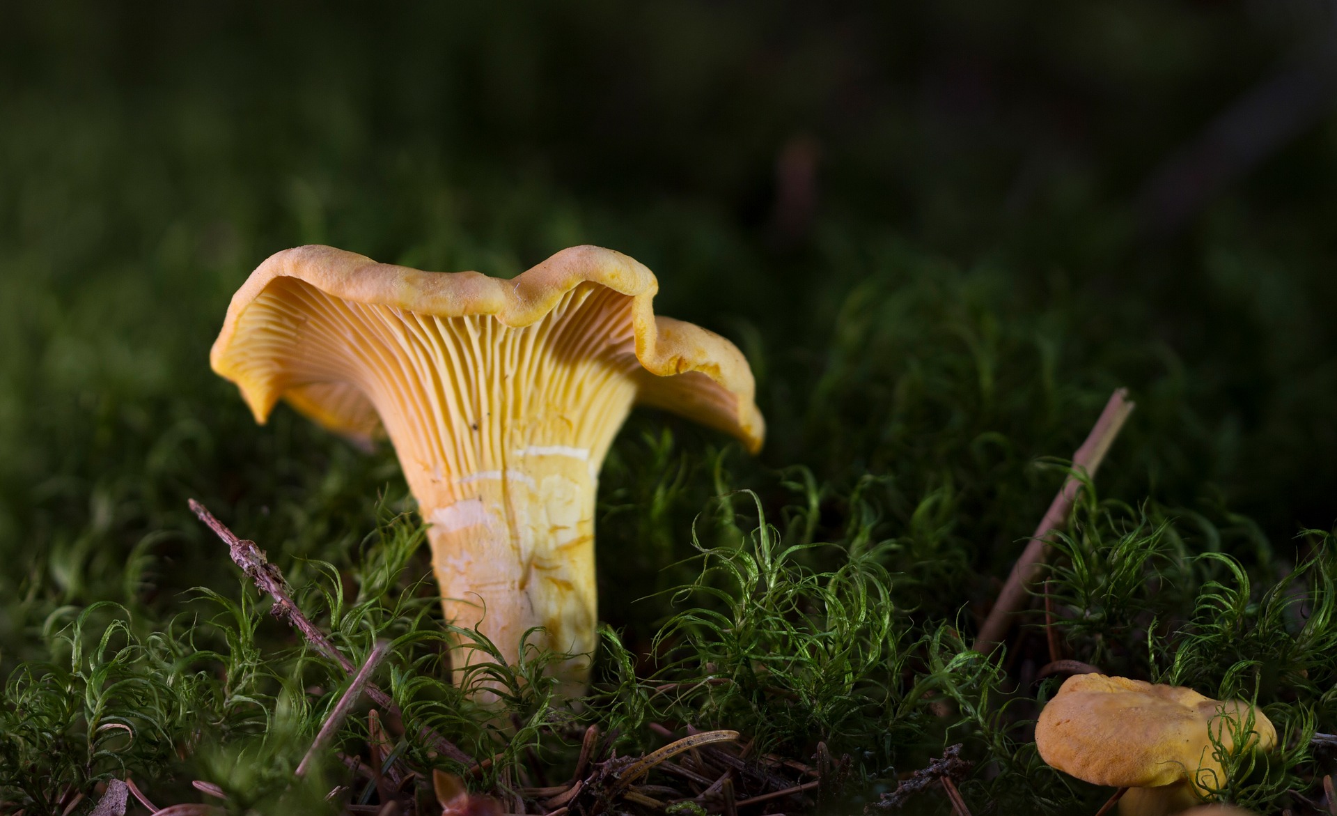 chanterelle-2586602_1920.jpg