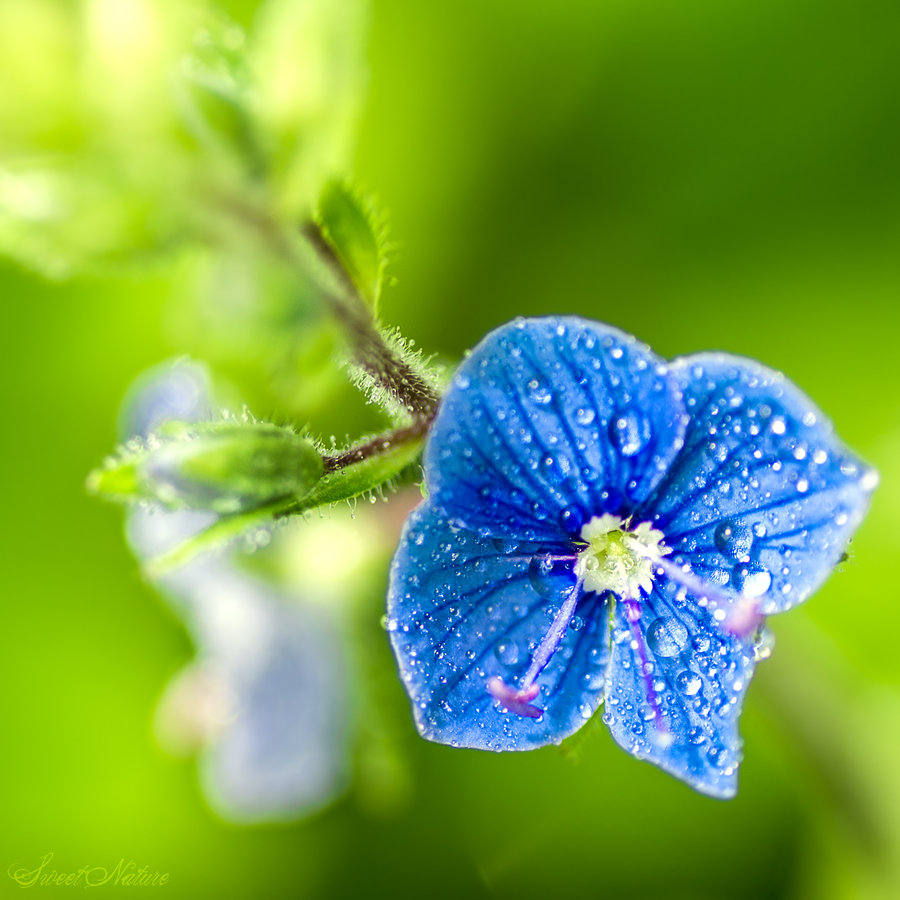 blue_tears_ii_by_sweet_nature-d4yb2pk.jpg