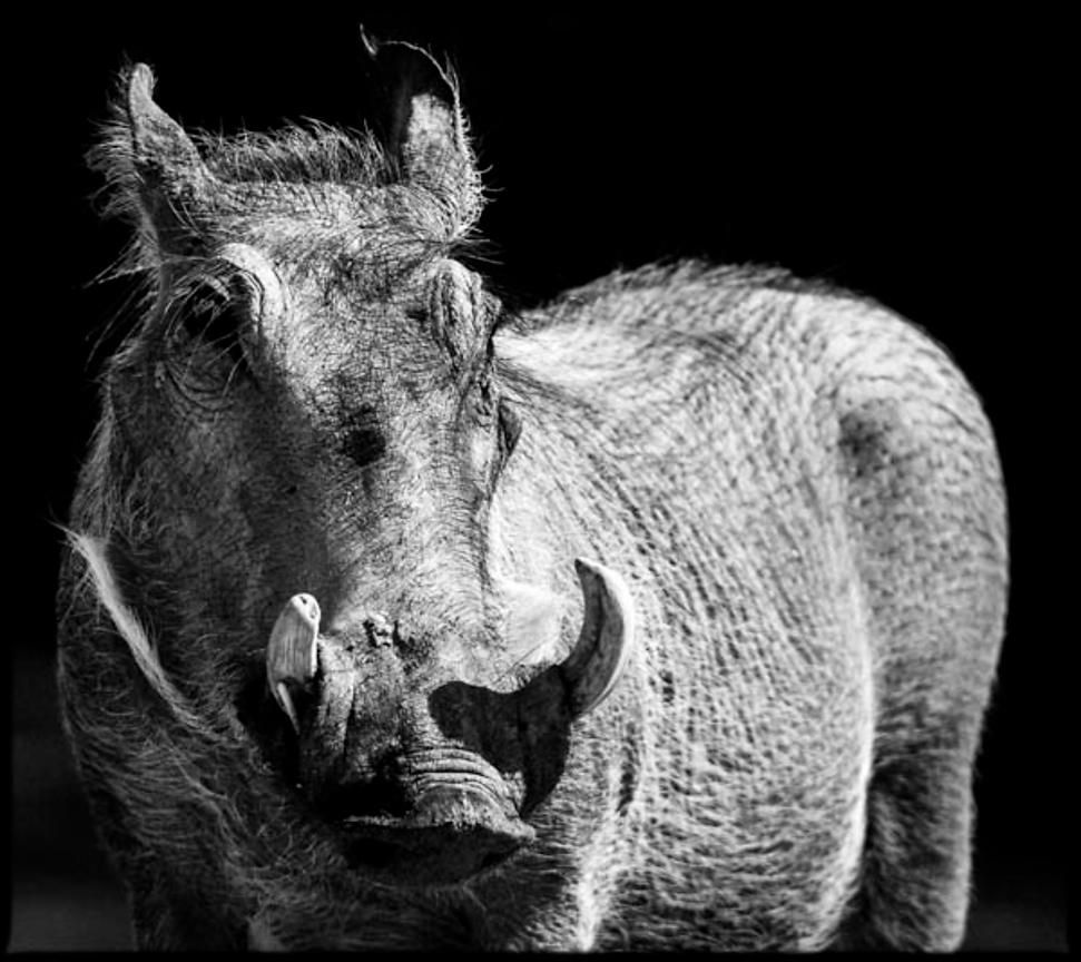 6549-Warthog_in_the_light_Tanzania_2007_Laurent_Baheux_xgaplus.jpg