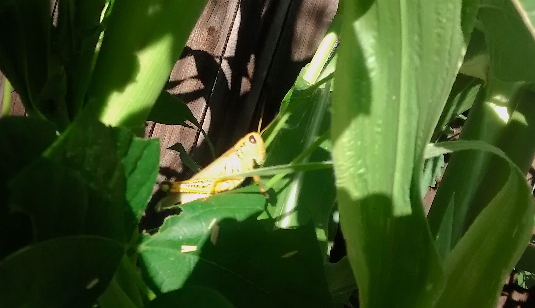 yellowgrasshopper.jpg