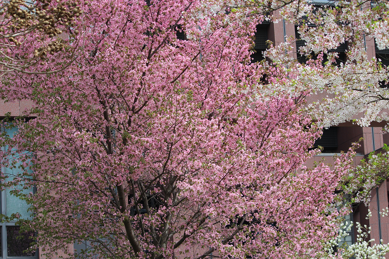 cherry blossoms.png