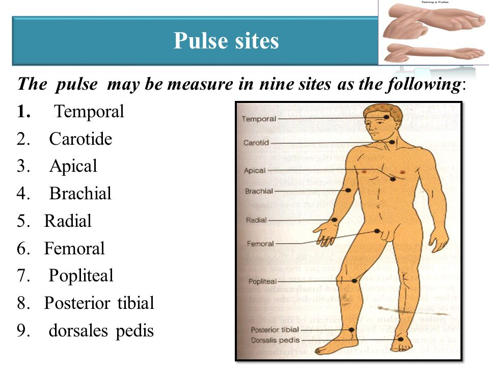 The Average Human Body — Steemit