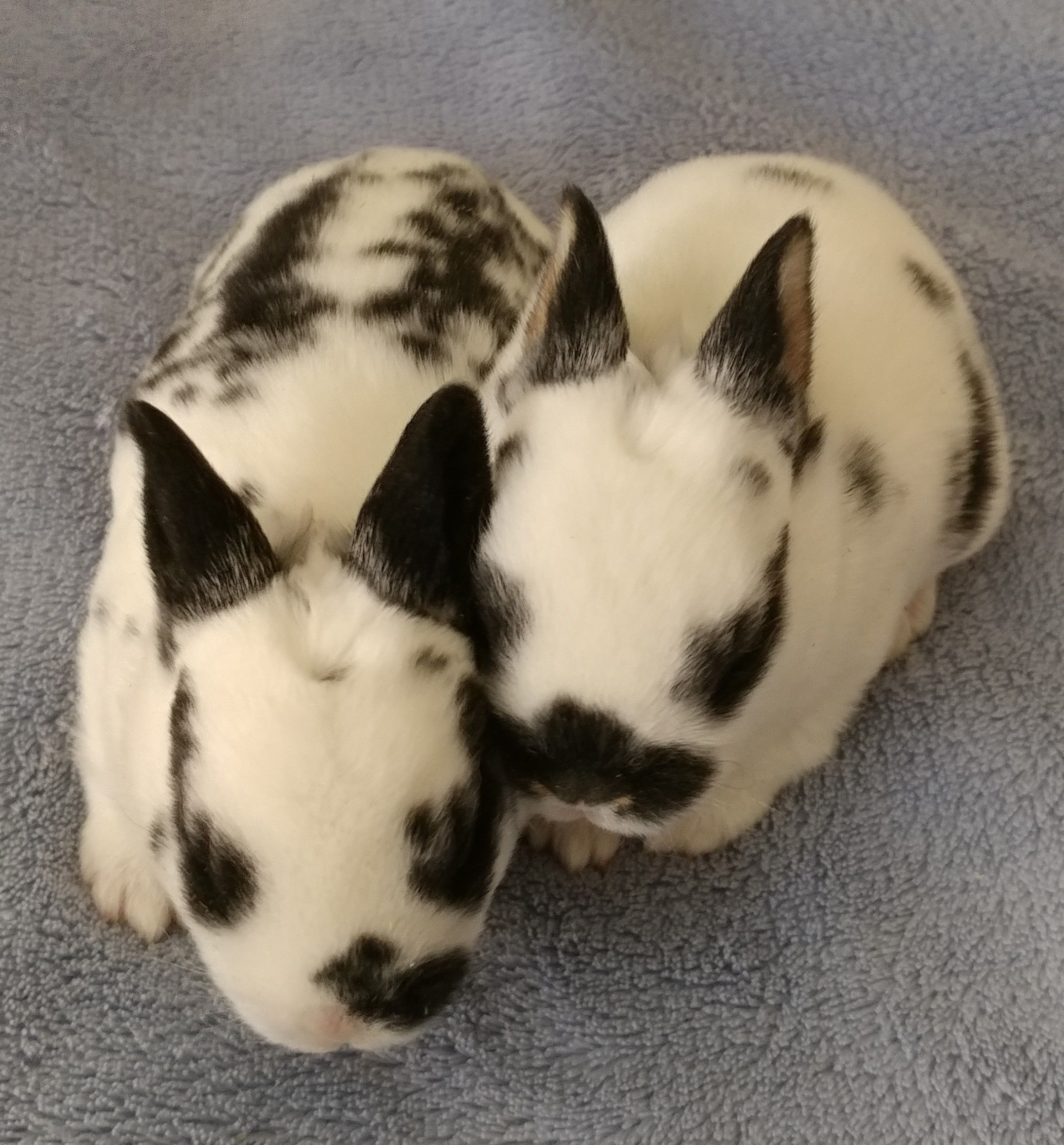 bunnies7.jpg