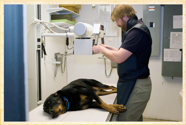 Veterinary Diagnostic Imaging.jpg