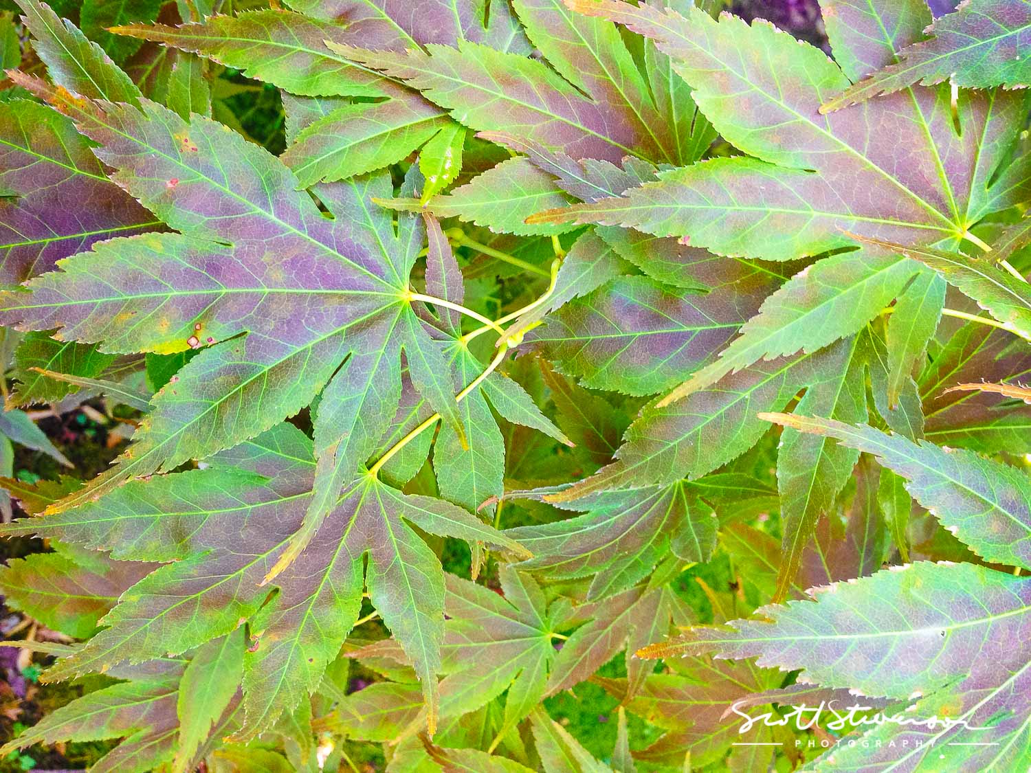 Leaves-1.jpg