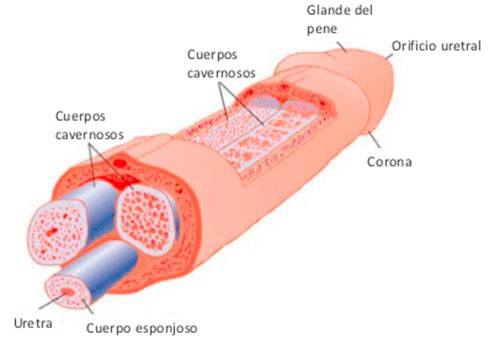 erección a la vista de una mujer de