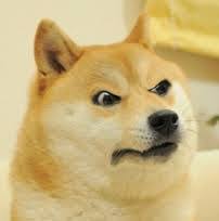 mad doge.jpg