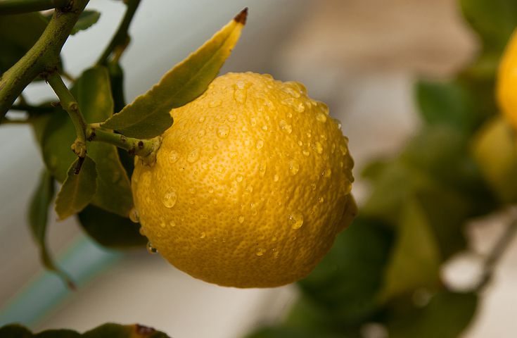 fruit-3123129__480.jpg